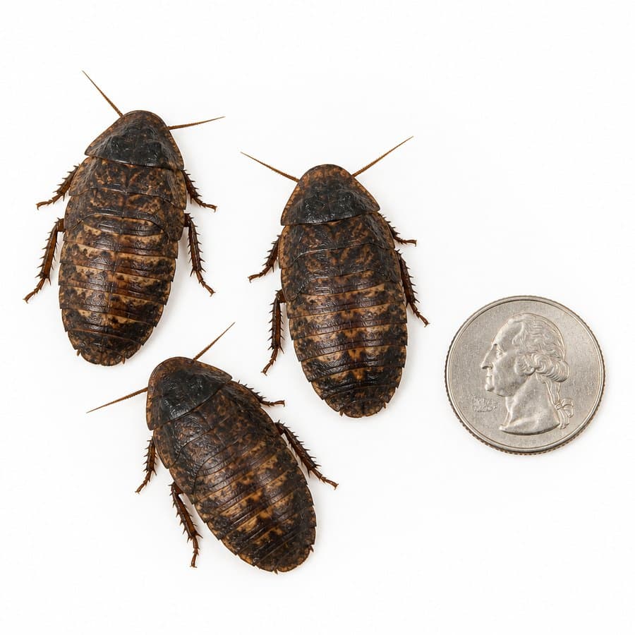 Three large dubia roaches beside a US quarter on a white background, each roughly as long as the coin is wide