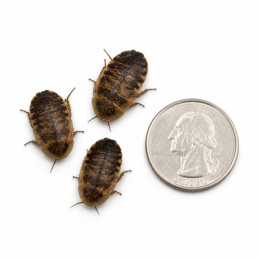 Three medium dubia roaches beside a US quarter on a white background, each roughly half the width of the coin