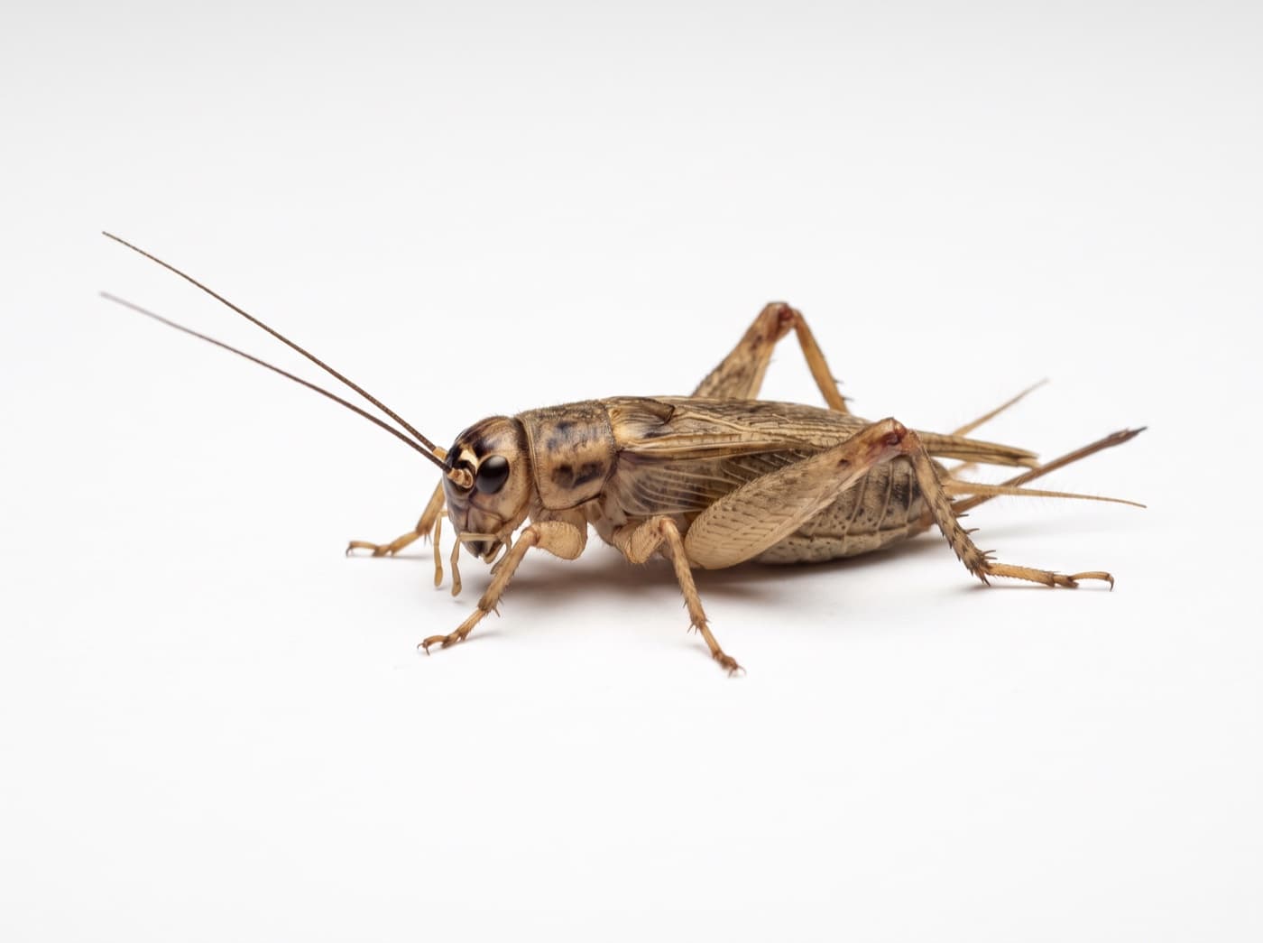 Illustration of a house cricket, the one that chirps.