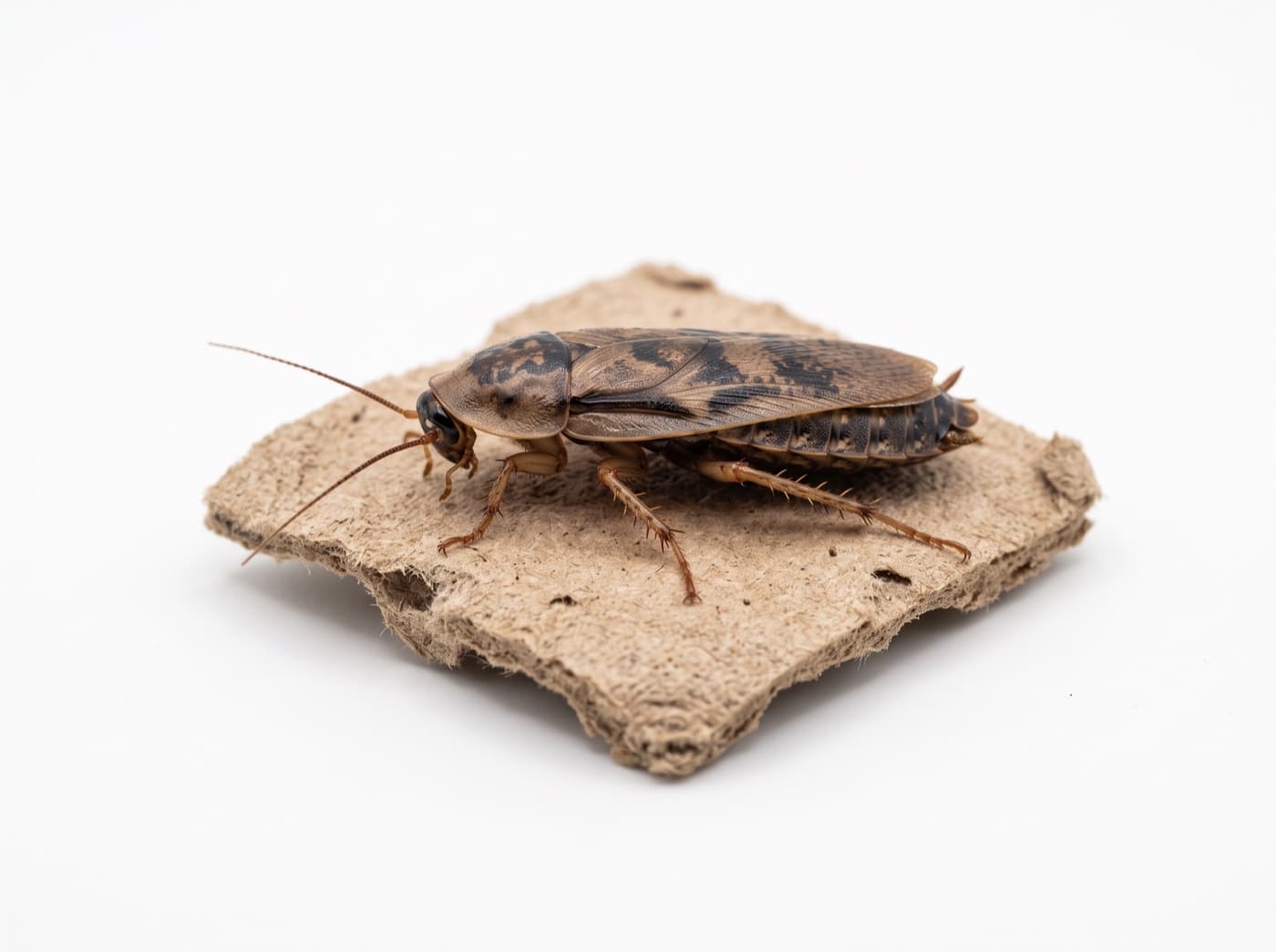 Illustration of a Dubia roach on bone-dry egg crate. Dry bins are why they stay clean.
