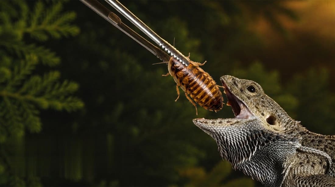 Illustration of a bearded dragon taking a dubia roach from a pair of feeding tongs