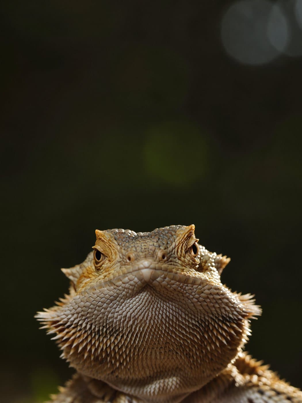 Illustration, not a real animal: a bearded dragon seen head on, with the space between its eyes marked to show where to measure