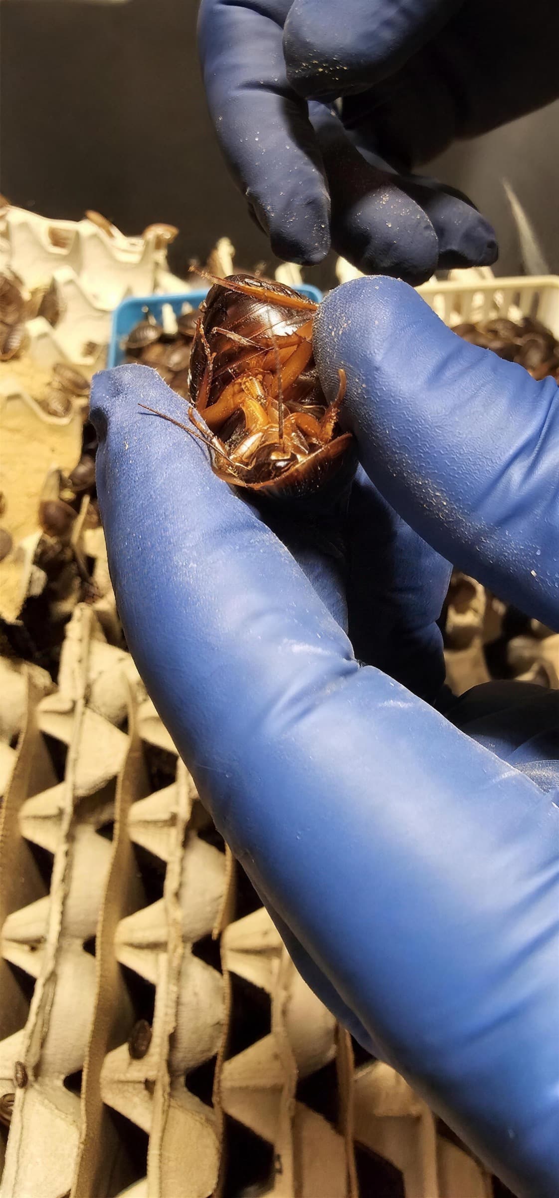 A gloved hand holding an adult dubia roach close to the camera, above a colony tray