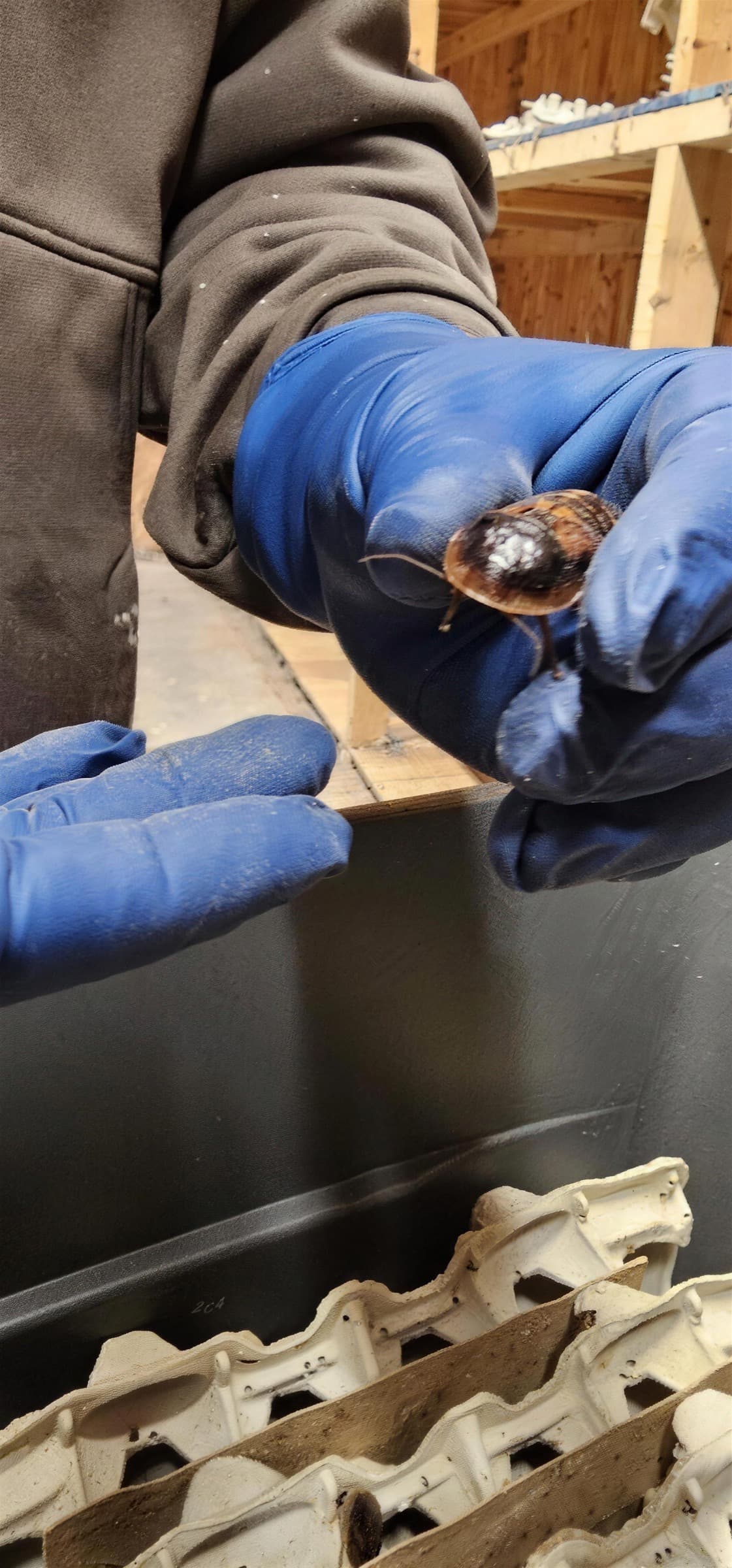 A gloved hand holding a single adult dubia roach over a tray of egg crate inside the grow house
