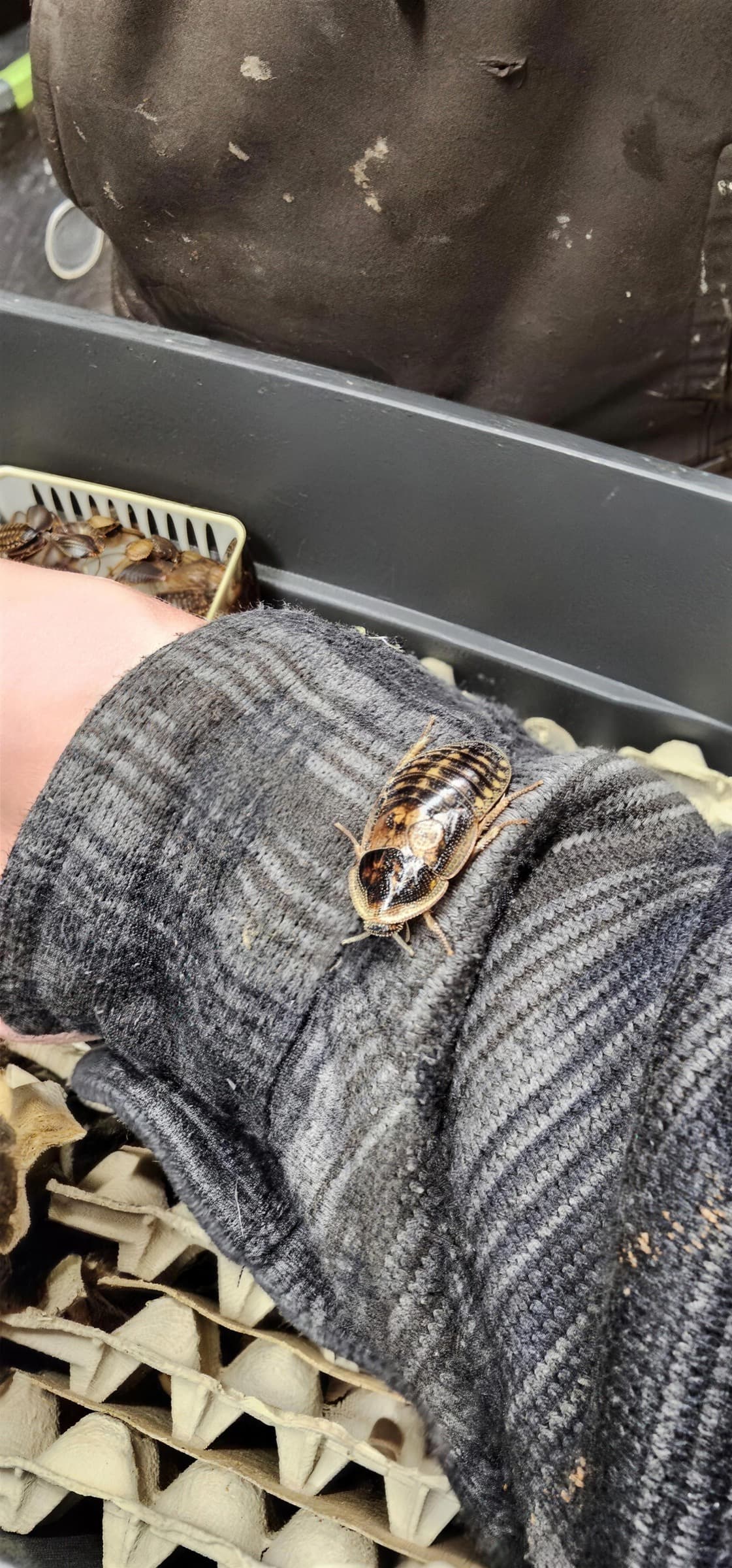 A dubia roach resting on a keeper's sleeve above trays of egg crate in the grow house