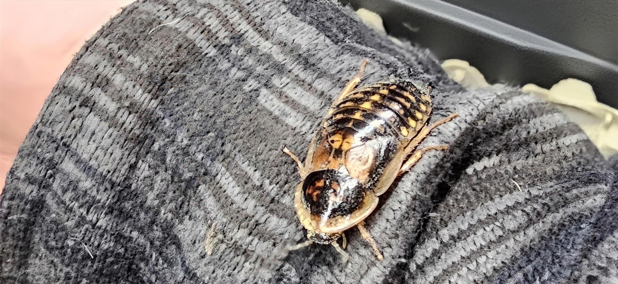 A Dubia roach sitting still on a keeper's sleeve.